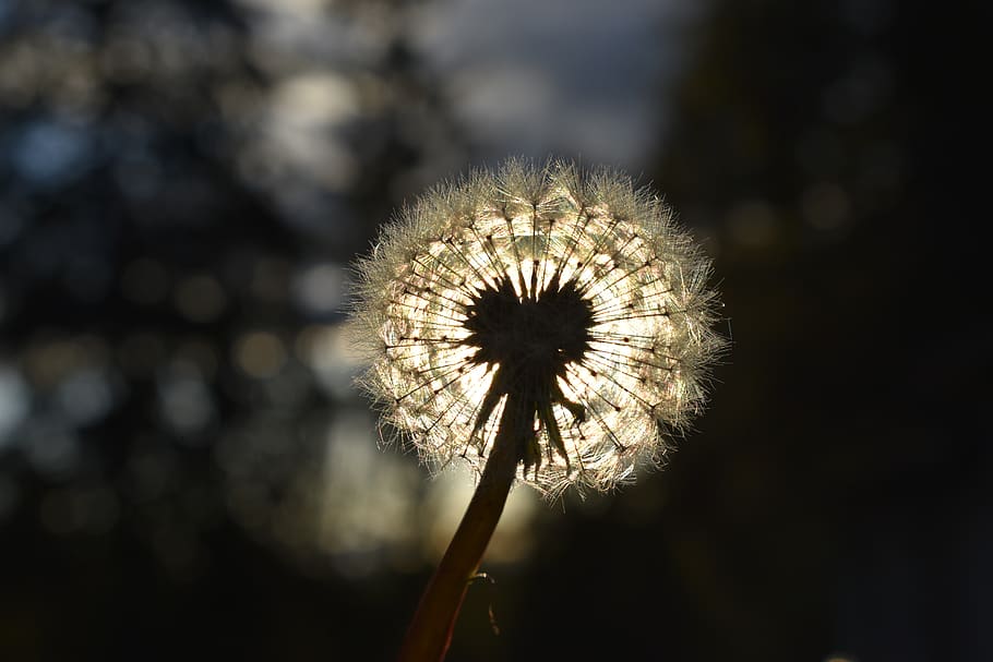flower, sun, dandelion, light, trees, fragility, vulnerability HD wallpaper