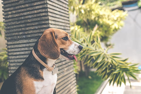 Adult Black, White, and Brown Beagle, animal, background, canine HD wallpaper