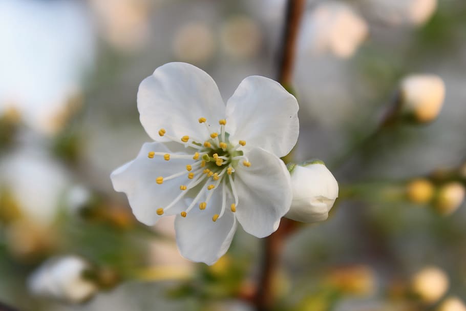 flower, white, spring, garden, cherry, plant, flowering plant HD wallpaper