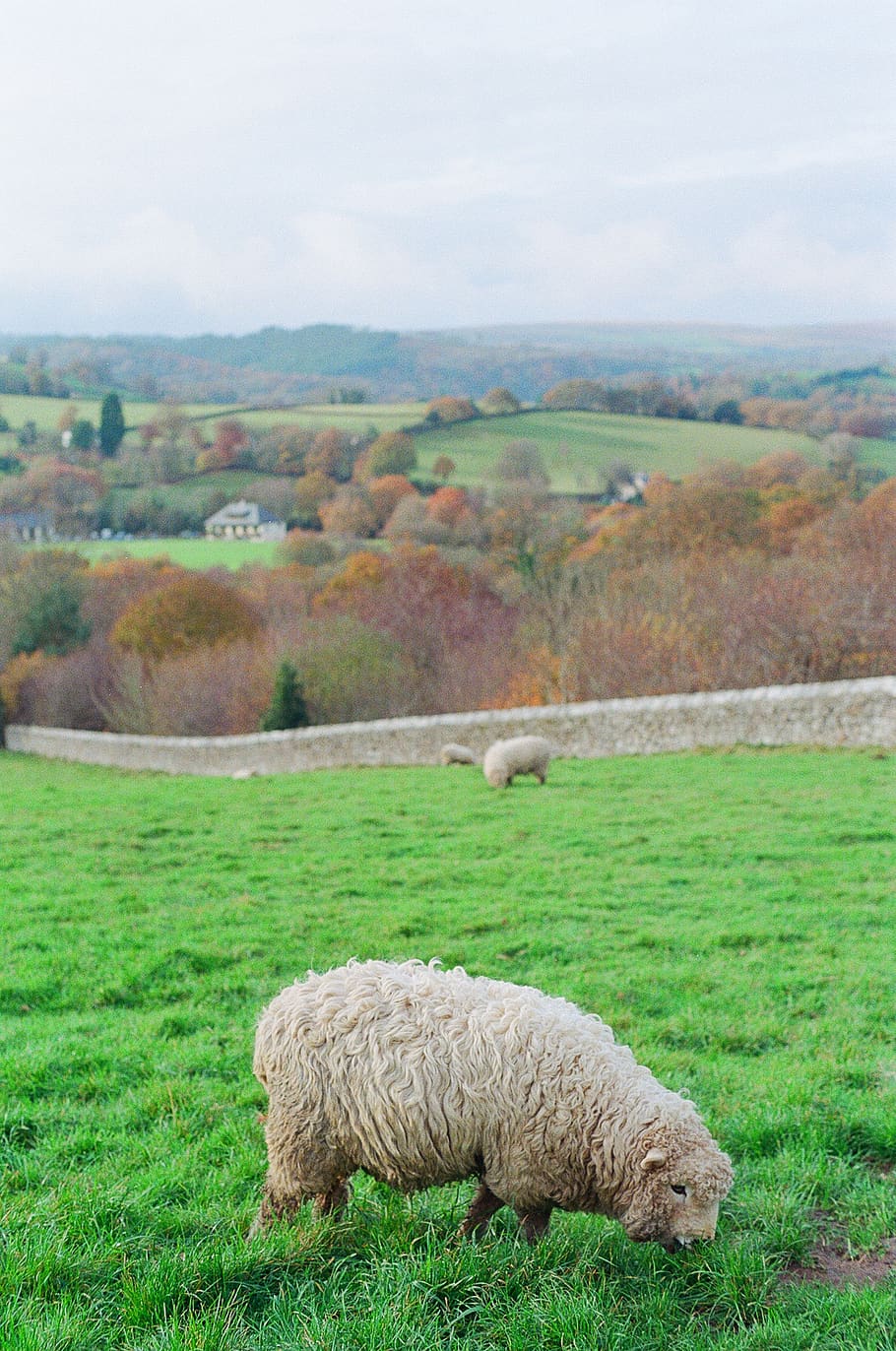 devon, united kingdom, sheep, countryside, england, english countryside, HD wallpaper