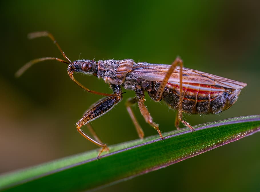 macro, insect, invertebrate, animal, animal themes, animal wildlife HD wallpaper