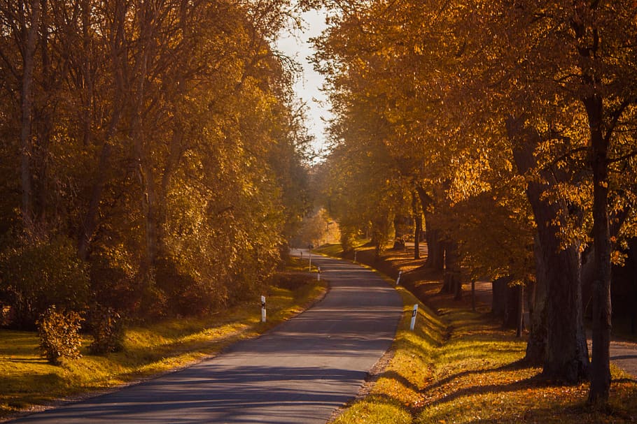 autumn, road, trees, landscape, nature, yellow, the way, the picturesque HD wallpaper