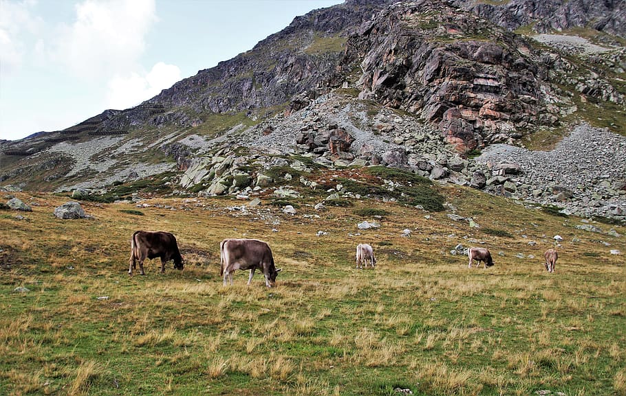 cows, grazing, mountains, meadow, mood, animals, the idyll HD wallpaper