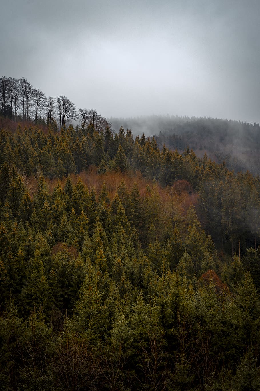 pine tree scenery, plant, fir, abies, conifer, germany, altusried HD wallpaper