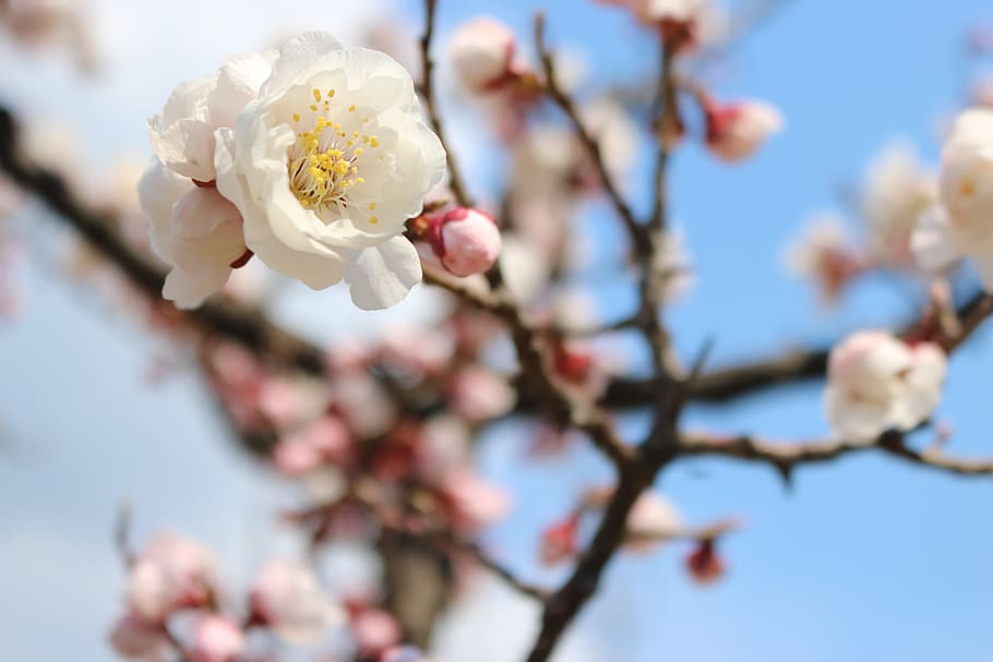 cherry blossom, flowers, spring, beautiful, nature, wood, cherry tree HD wallpaper