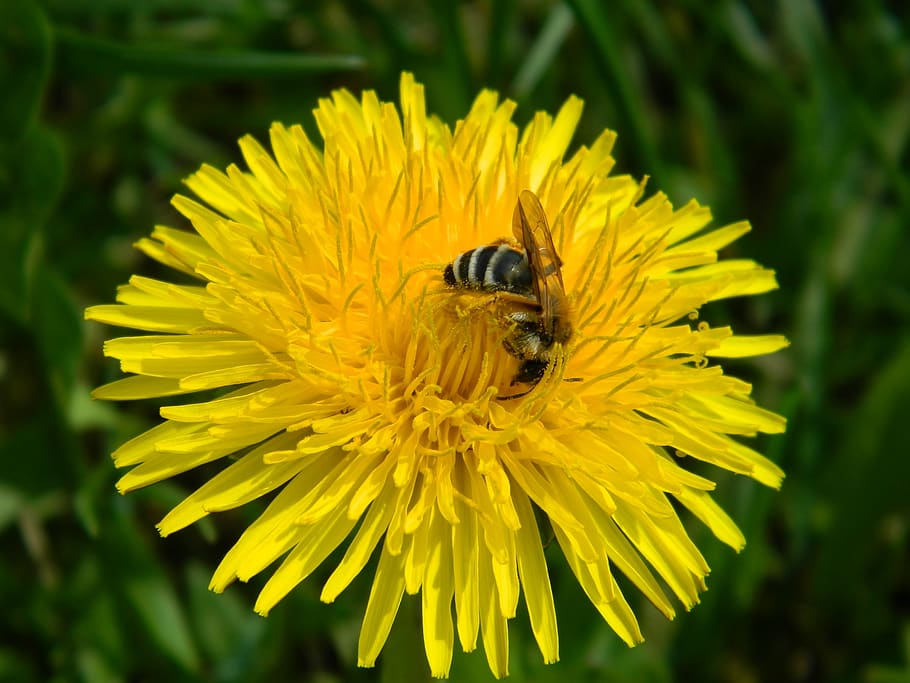 flower, spring, bee, macro, flowering plant, petal, animal HD wallpaper