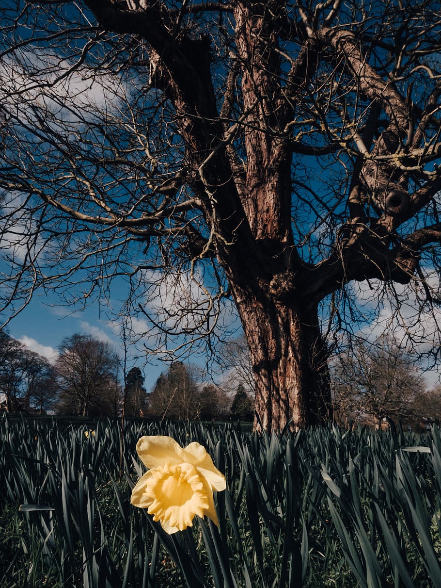 plant, flower, tree, blossom, daffodil, leaf, white, art, petal HD wallpaper