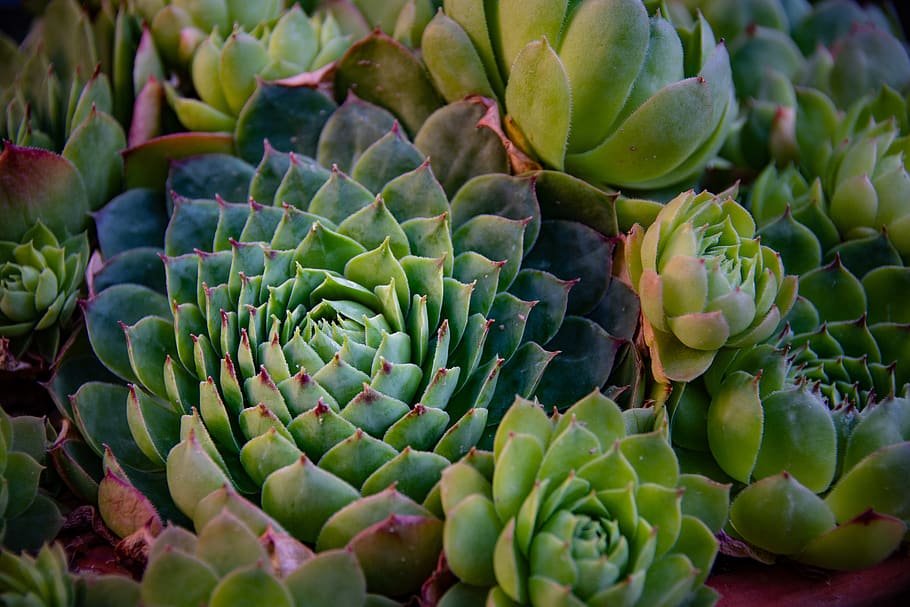 spain, madrid, plant, green color, succulent plant, close-up HD wallpaper