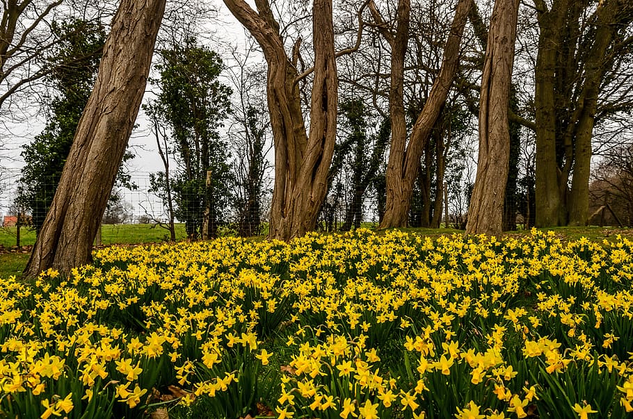 daffodil, spring, park, flowers, nature, plants, yellow, growth HD wallpaper
