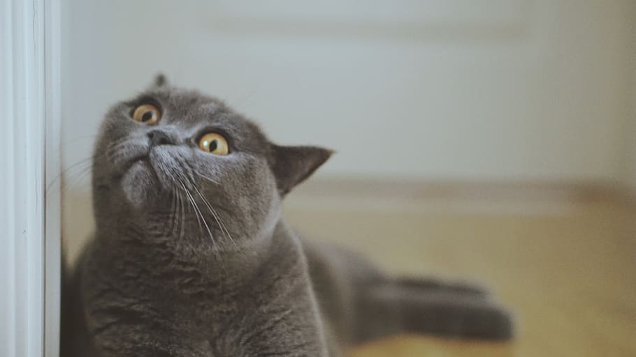 gray cat lying on floor, animal themes, one animal, mammal, pets HD wallpaper