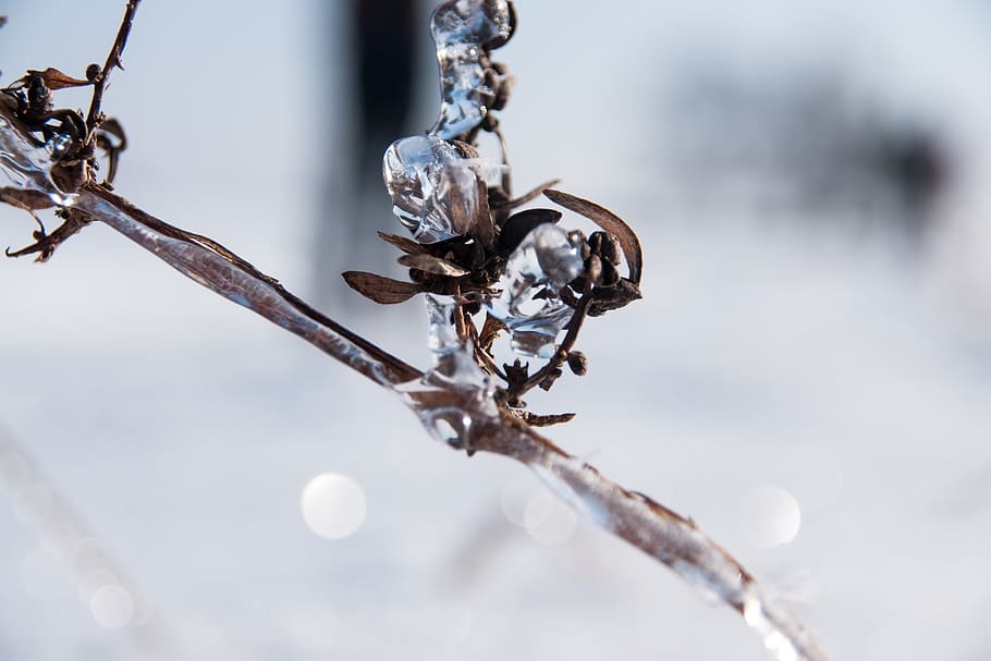 winter, ice, snow, cold, frozen, frost, eiskristalle, nature HD wallpaper