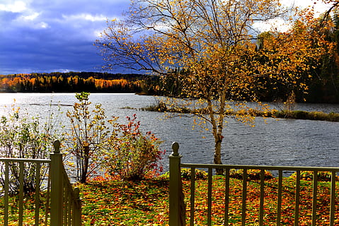 landscape, fall, nature, tree, birch, lake, leaves, branches HD wallpaper