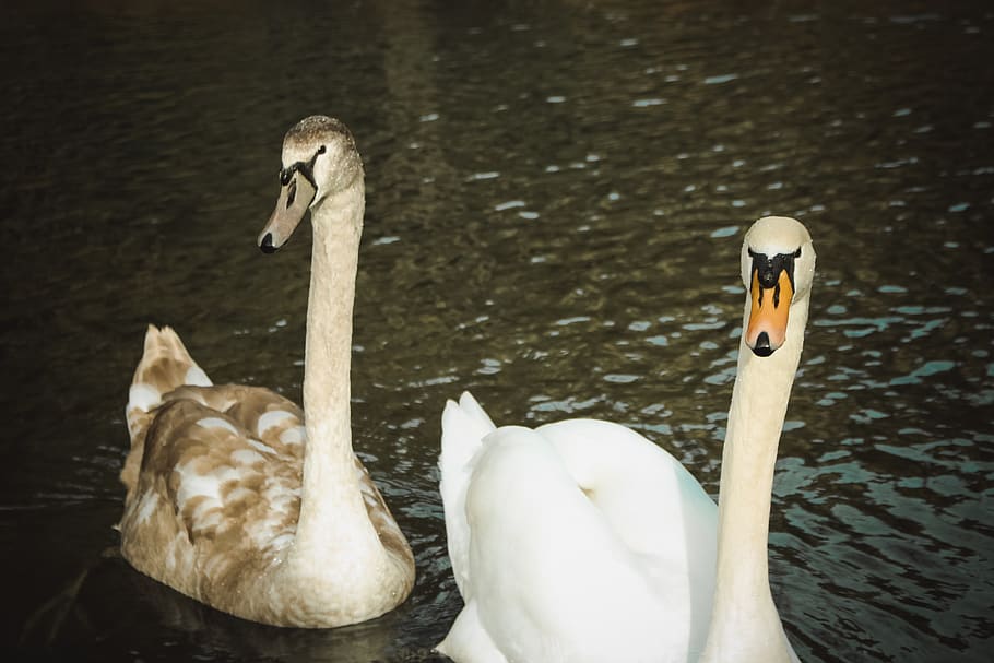 geese, animal, beak, bird, animal wildlife, animals in the wild HD wallpaper