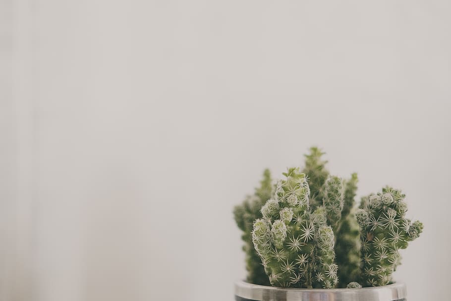 Green Cactus Plant in Silver Pot, close-up, growth, macro, prickly HD wallpaper