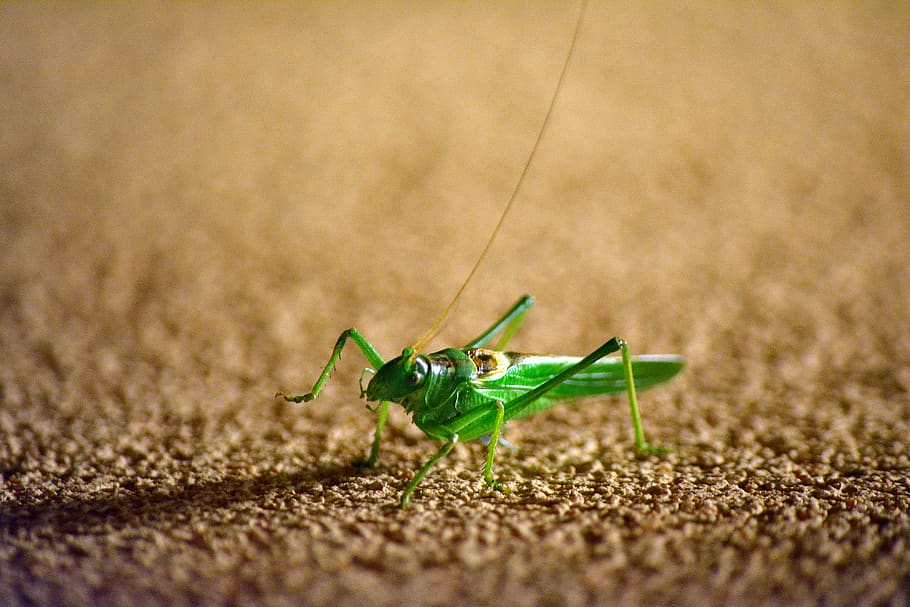 grasshopper, insect, green, jump, wall, nature, animal themes HD wallpaper