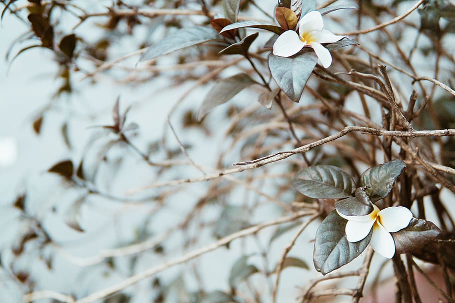 Selective Focus Photography Of White Flowers, bloom, blossom HD wallpaper
