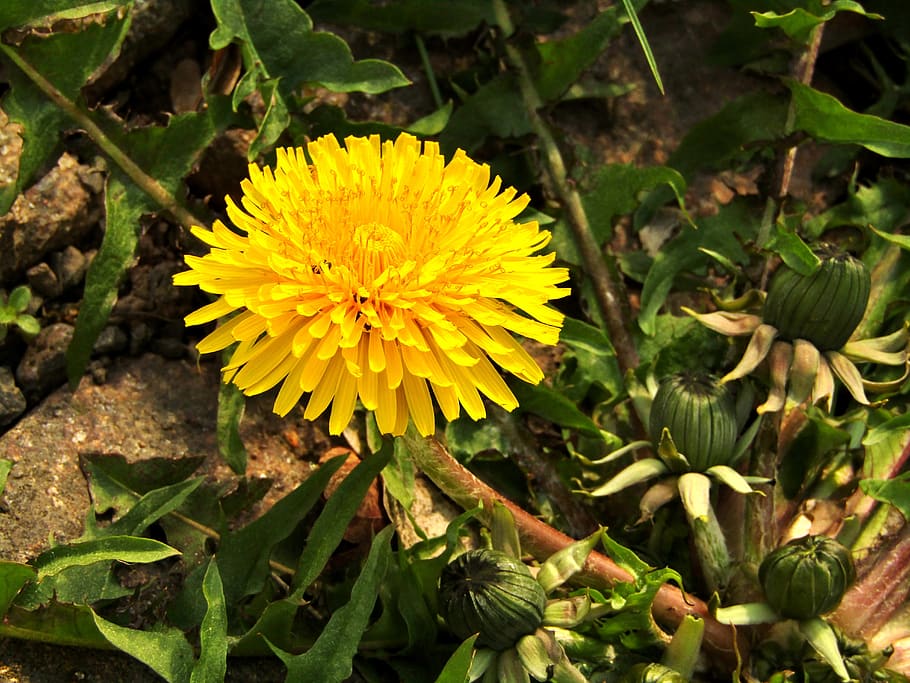 spring, dandelion, close up, macro, plant, flower, meadow, wild flower