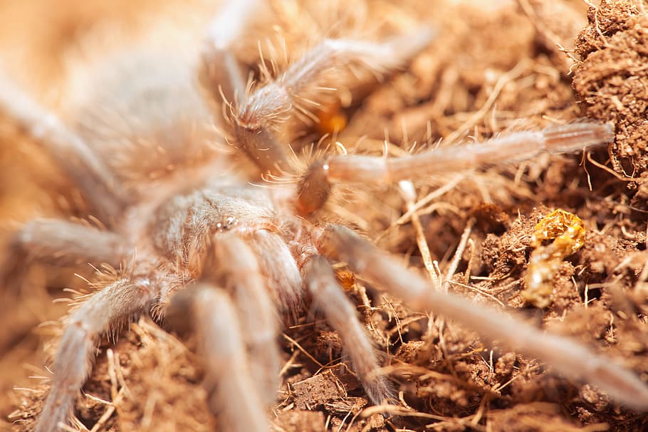 spider, macro, insect, selective focus, close-up, plant, no people HD wallpaper