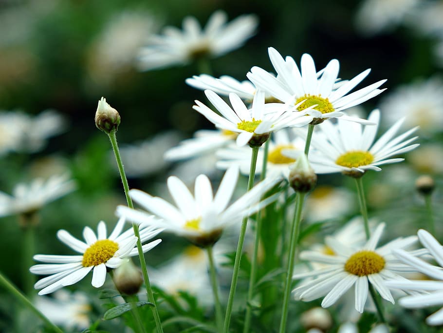 daisy, white, fresh, flower, nature, fragrance, garden, blooming HD wallpaper