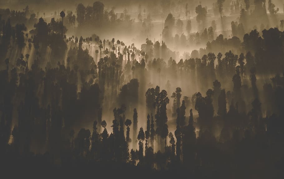 Silhouette Photography of Forest, art, dark, landscape, nature HD wallpaper