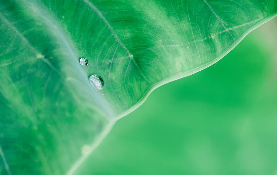 Macro Photography of Water Droplet on Green Leaf, blurred background HD wallpaper