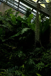 view of assorted plants, outdoors, nature, garden, arbour, vegetation HD wallpaper