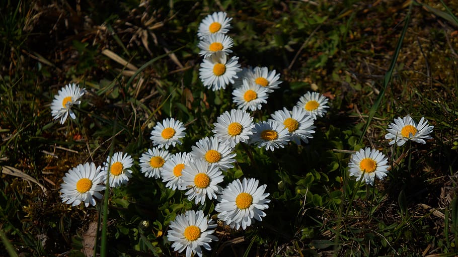 nature, plants, flowers, spring, daisies, meadow, the environment HD wallpaper