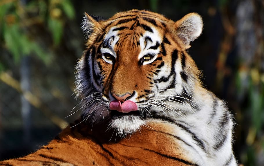 tiger, big cat, predator, wildcat, tiger head, tongue, dangerous HD wallpaper