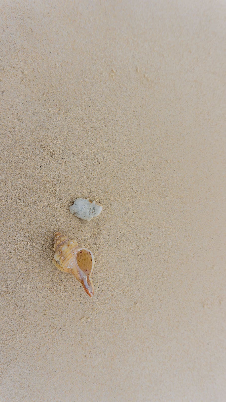 beach, shell, sand, summer, land, animal wildlife, no people HD wallpaper