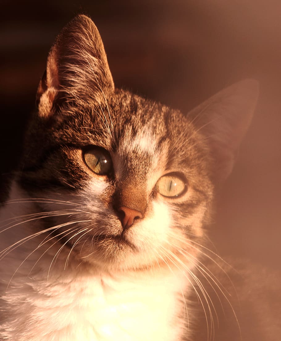 brown Tabby cat, animal, pet, feline, whiskers, sunlight, warm HD wallpaper