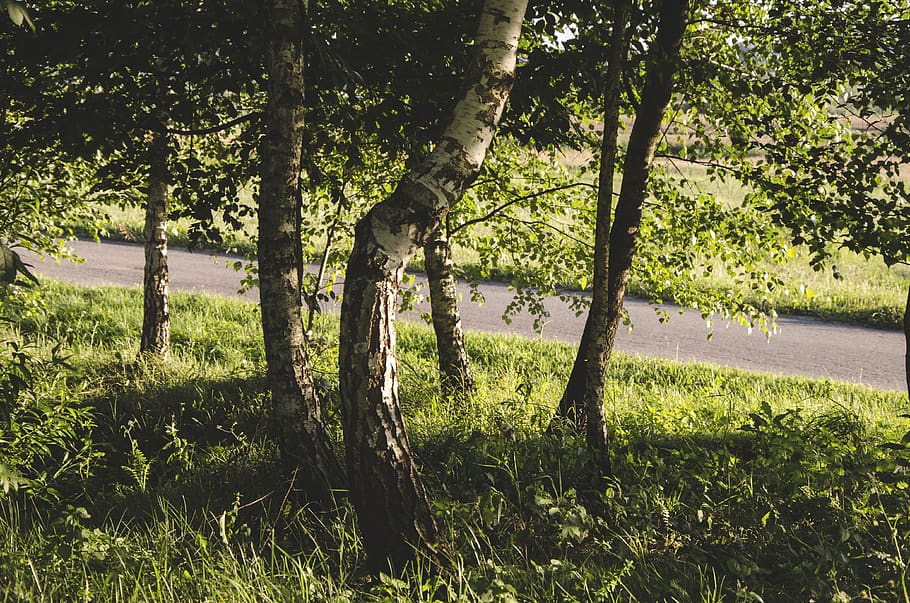 tree, plant, tree trunk, nature, forest, road, ground, path HD wallpaper