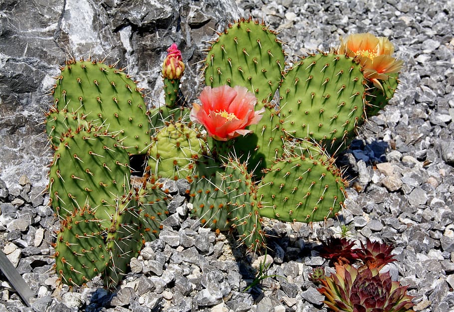 cactus, thorn, desert, barbed, juice plant, sharp, nature, great, HD wallpaper