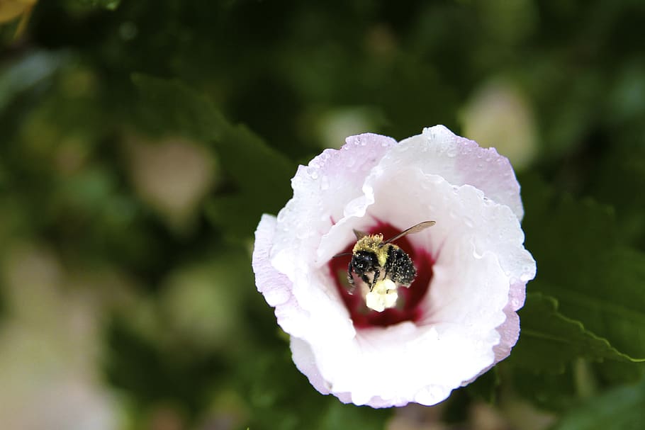 flower, bee, pollen, flowering plant, beauty in nature, close-up HD wallpaper
