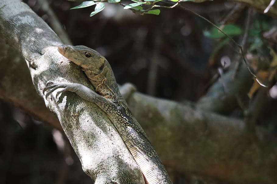 monitor, lizard, reptile, scaly, iguana, nature, scale, close up HD wallpaper