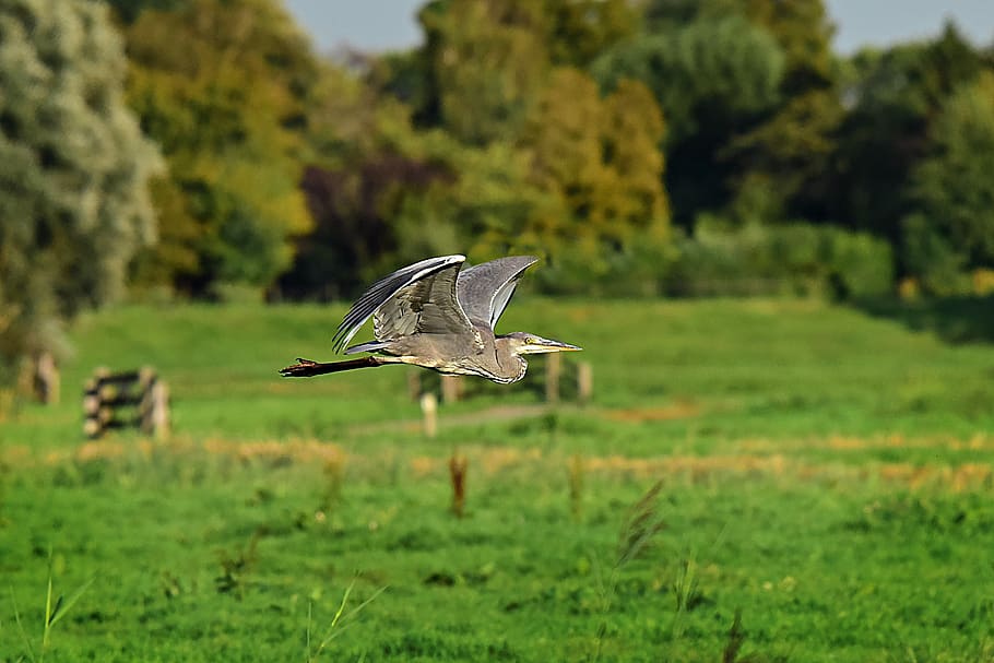 heron, bird, predator, wading bird, animal, flight, flying HD wallpaper