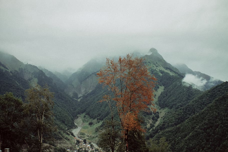 tree, sky, mountain, environment, forest, scenics - nature HD wallpaper
