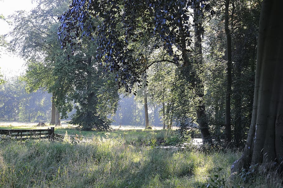 morning trees cold light, plant, growth, nature, day, land HD wallpaper