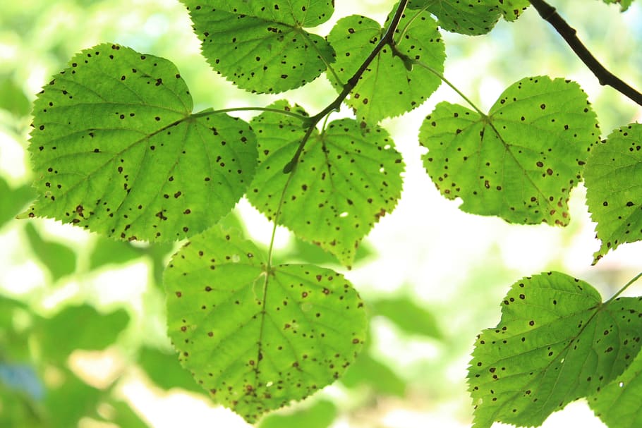 sweden, veinge, leaf, plant part, green color, fruit, growth HD wallpaper