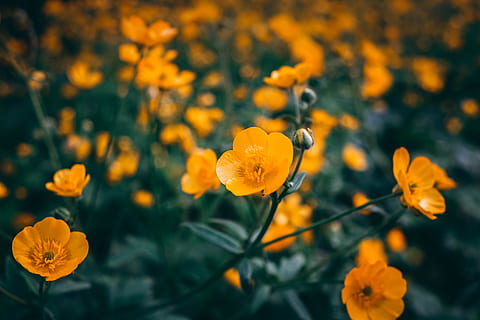 yellow flowers, plant, flora, daffodil, blossom, cosmos, flax HD wallpaper