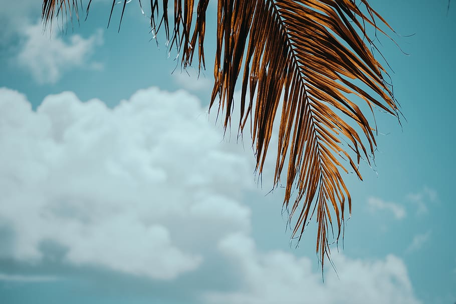 green coconut tree leaf, sky, cloud - sky, low angle view, nature HD wallpaper