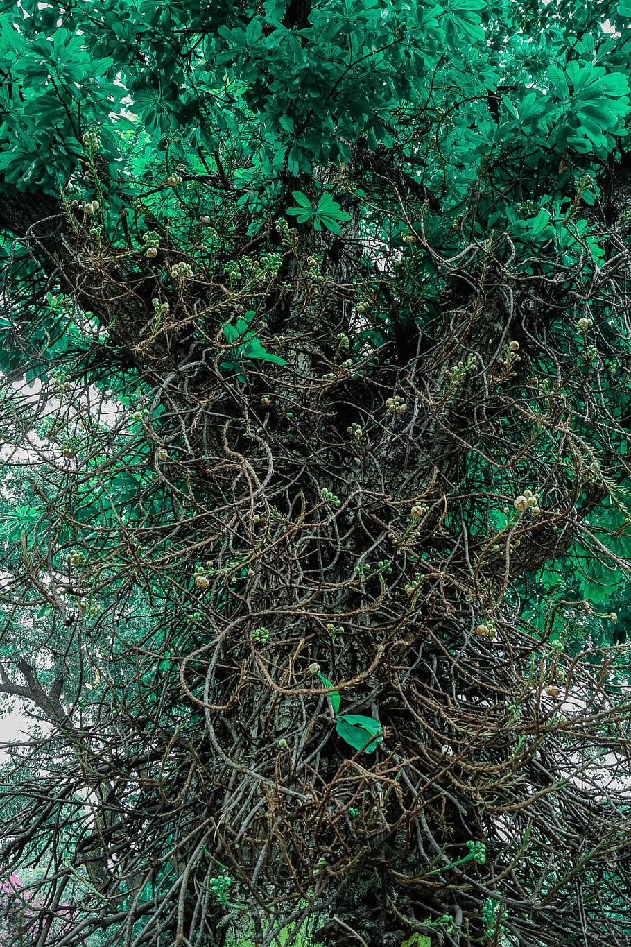 Green Leafed Plant, beautiful, branches, color, environment, low angle shot HD wallpaper