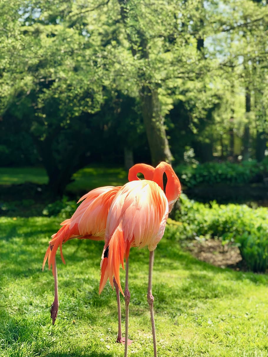 flamingo, flamingos, sun, pink, red, bird, birds, love, couple, HD wallpaper