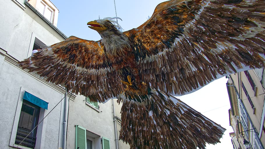 animal, bird, buzzard, hawk, eagle, vulture, 6 rue du chemin de fer HD wallpaper