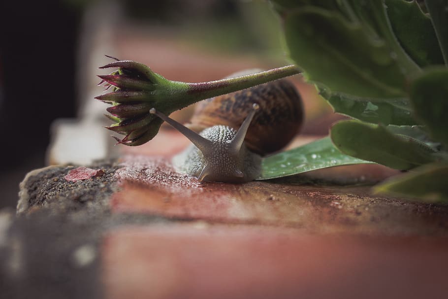 portugal, selective focus, close-up, plant part, leaf, no people HD wallpaper