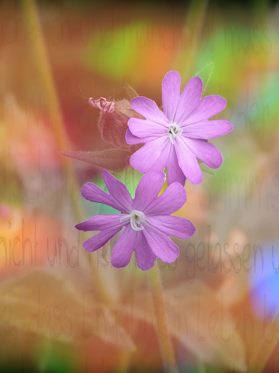 flower, fresh, freshness, ping, nature, flowering plant, vulnerability HD wallpaper