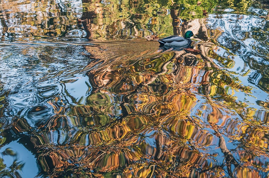 duck, ripples, fall, reflection, trees, park, pond, bird, animals in the wild HD wallpaper