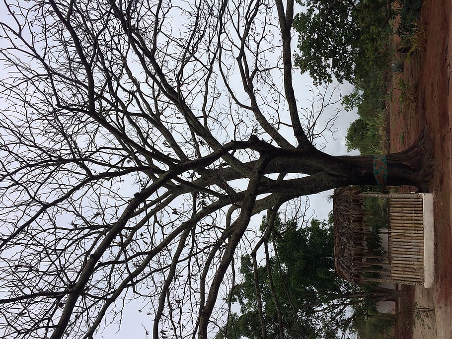 tree, plant, sky, no people, branch, nature, low angle view HD wallpaper