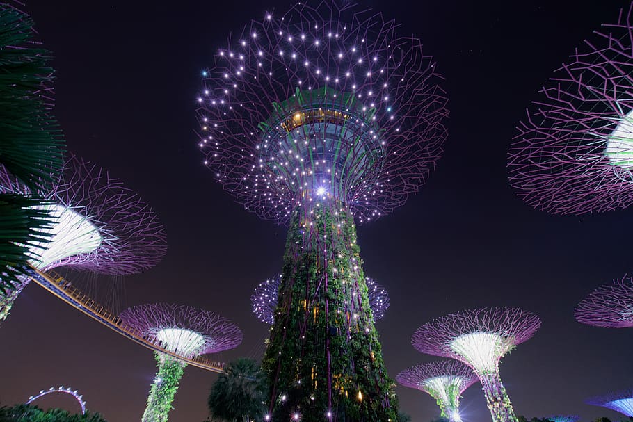 tree, plant, lighting, nature, outdoors, ornament, crowd, festival