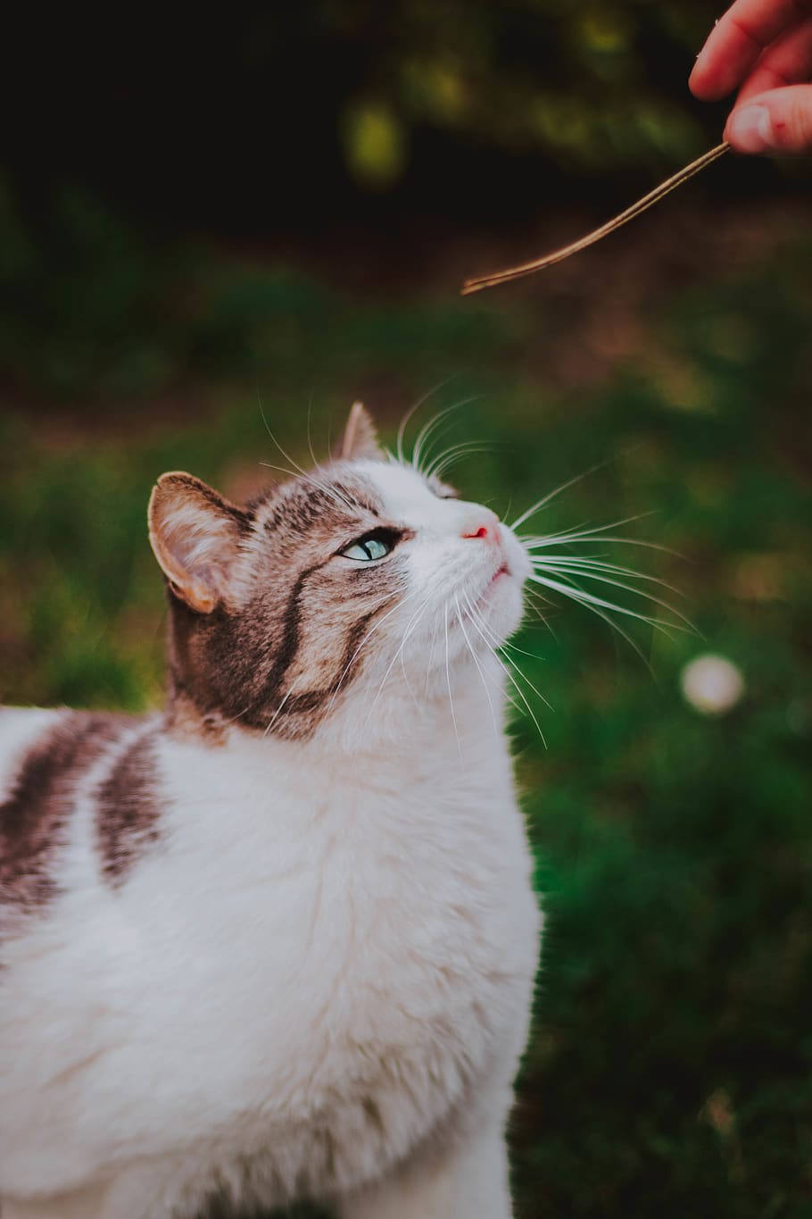 cat, human, person, pet, animal, mammal, manx, kitten, angora HD wallpaper