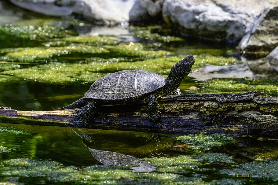 european, marsh turtle, pond, reptile, water creature, panzer HD wallpaper